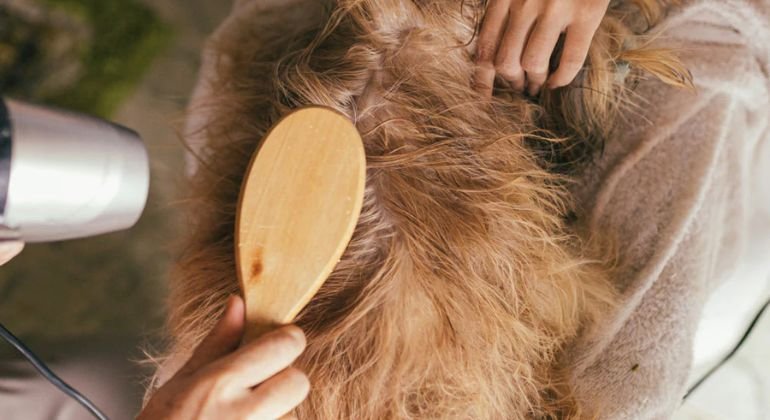 Brushing and Detangling The Anti Matting Protocol