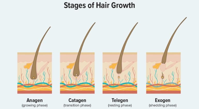 Understanding the Hair Growth Cycle